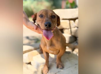 Archie (Abner) Sensibler Rüde sucht Liebe und Geborgenheit!