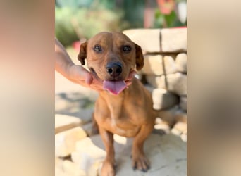Archie (Abner) Sensibler Rüde sucht Liebe und Geborgenheit!