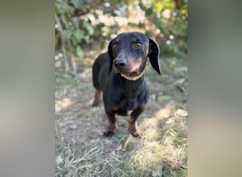 Apollo - Kleiner Schatz auf der Suche nach seinem Zuhause!