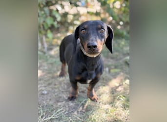 Apollo - Kleiner Schatz auf der Suche nach seinem Zuhause!