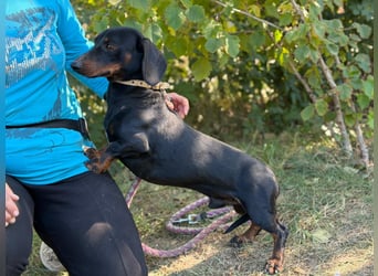Apollo - Kleiner Schatz auf der Suche nach seinem Zuhause!