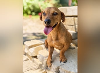 Archie (Abner) Sensibler Rüde sucht Liebe und Geborgenheit!