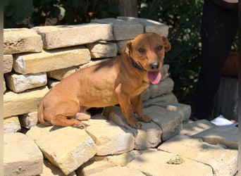 Archie (Abner) Sensibler Rüde sucht Liebe und Geborgenheit!