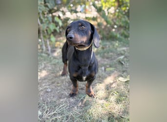 Apollo - Kleiner Schatz auf der Suche nach seinem Zuhause!