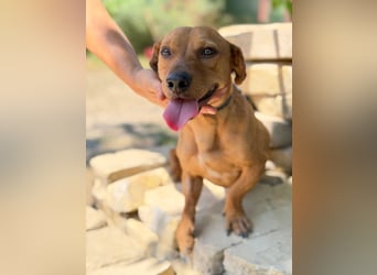 Archie (Abner) Sensibler Rüde sucht Liebe und Geborgenheit!