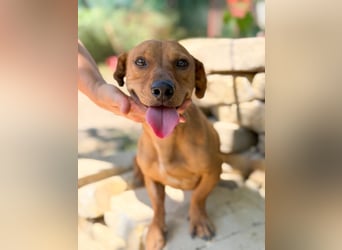 Archie (Abner) Sensibler Rüde sucht Liebe und Geborgenheit!