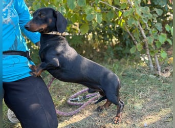 Apollo - Kleiner Schatz auf der Suche nach seinem Zuhause!