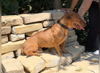 Archie (Abner) Sensibler Rüde sucht Liebe und Geborgenheit!