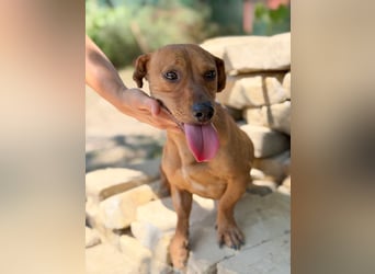 Archie (Abner) Sensibler Rüde sucht Liebe und Geborgenheit!