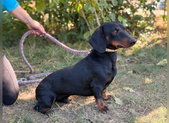 Apollo - Kleiner Schatz auf der Suche nach seinem Zuhause!