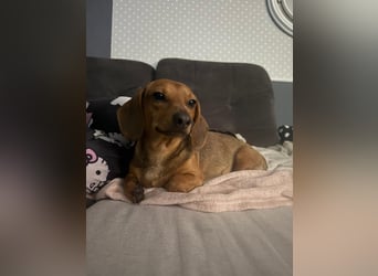 Mishel – süßer Dackel-Mischling sucht sein passendes Zuhause