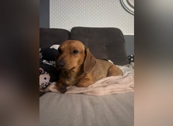 Mishel – süßer Dackel-Mischling sucht sein passendes Zuhause