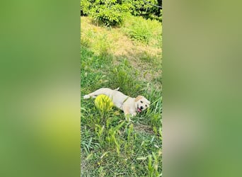 Junghund GIO sucht seine Familie