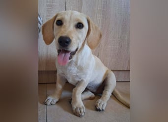 Junghund GIO sucht seine Familie