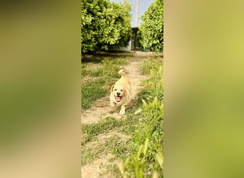 Junghund GIO sucht seine Familie
