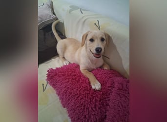 Junghund GIO sucht seine Familie
