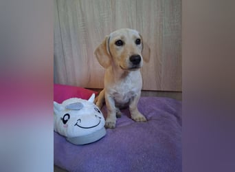 Junghund GIO sucht seine Familie