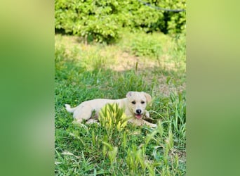 Junghund GIO sucht seine Familie