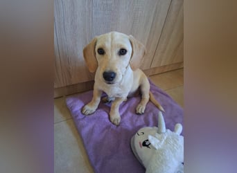 Junghund GIO sucht seine Familie