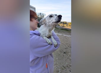 Lupa, eine kleine freundliche Hündin