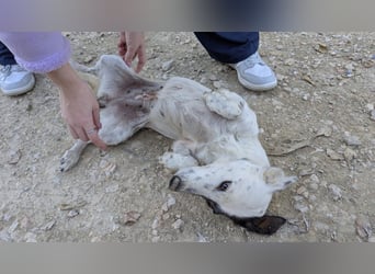 Lupa, eine kleine freundliche Hündin