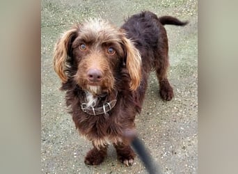 Pituko, ein Sonnenschein auf vier Beinen