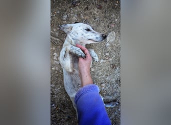 Lupa, eine kleine freundliche Hündin