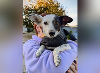 Lupa, eine kleine freundliche Hündin