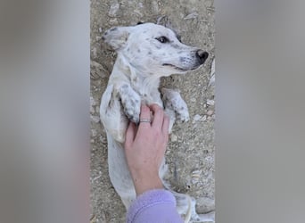 Lupa, eine kleine freundliche Hündin