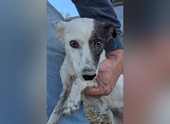 Lupa, eine kleine freundliche Hündin