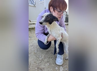 Lupa, eine kleine freundliche Hündin