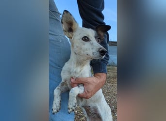 Lupa, eine kleine freundliche Hündin