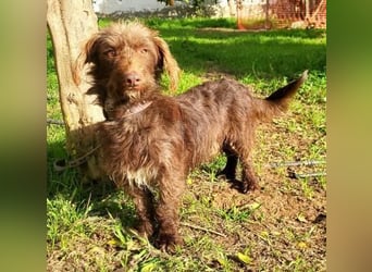 Pituko, ein Sonnenschein auf vier Beinen