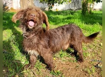 Pituko, ein Sonnenschein auf vier Beinen