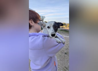 Lupa, eine kleine freundliche Hündin