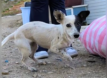 Lupa, eine kleine freundliche Hündin