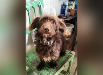 Pituko, ein Sonnenschein auf vier Beinen