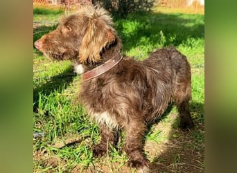 Pituko, ein Sonnenschein auf vier Beinen