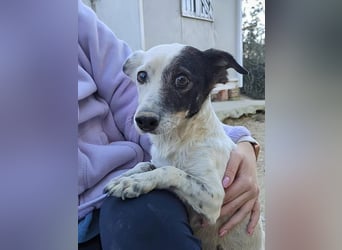 Lupa, eine kleine freundliche Hündin