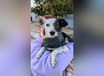 Lupa, eine kleine freundliche Hündin