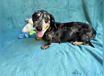 Evelyn - Kleine Herzensdame möchte endlich Liebe nachholen