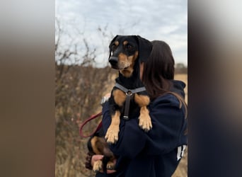 Colton - Kleiner Herzenshund sucht endlich sein Glück!