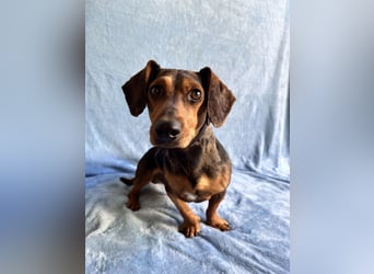 Barney - Sensibler Rüde sucht liebevolles Zuhause!
