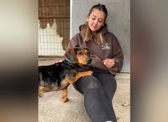 Barney - Sensibler Rüde sucht liebevolles Zuhause!