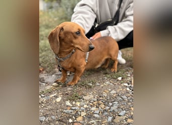 Bandit - Kleiner Dackelrüde sucht sein Glück