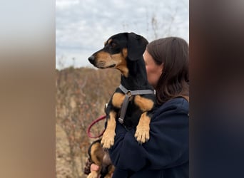 Colton - Kleiner Herzenshund sucht endlich sein Glück!