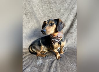 Barney - Sensibler Rüde sucht liebevolles Zuhause!