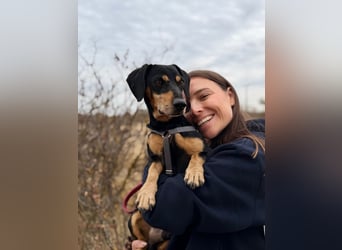 Colton - Kleiner Herzenshund sucht endlich sein Glück!
