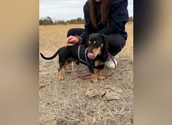 Colton - Kleiner Herzenshund sucht endlich sein Glück!