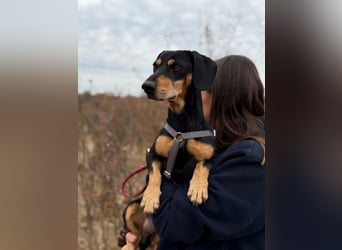 Colton - Kleiner Herzenshund sucht endlich sein Glück!